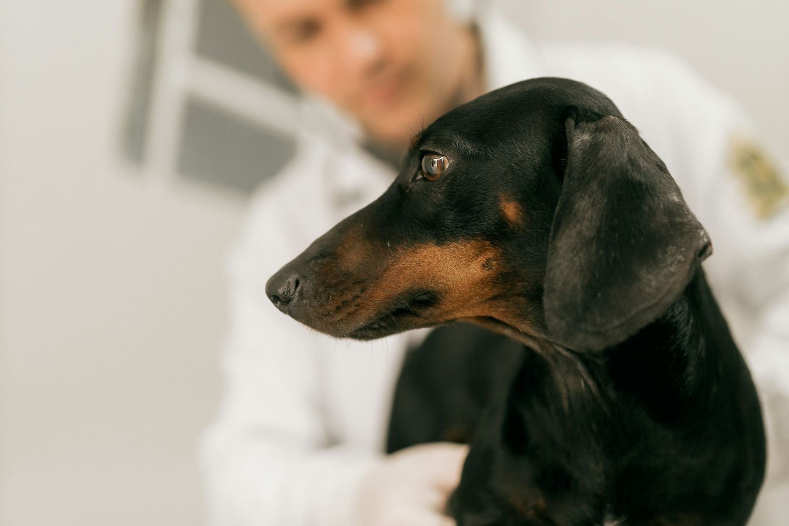 Black and tan dachshund on an examination table with a vet behind