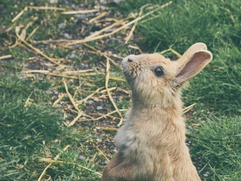A brown rabbit sitting up on the grass
