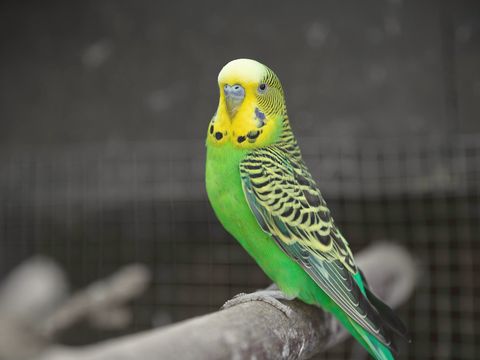 A green and yellow budgie perched on a branch