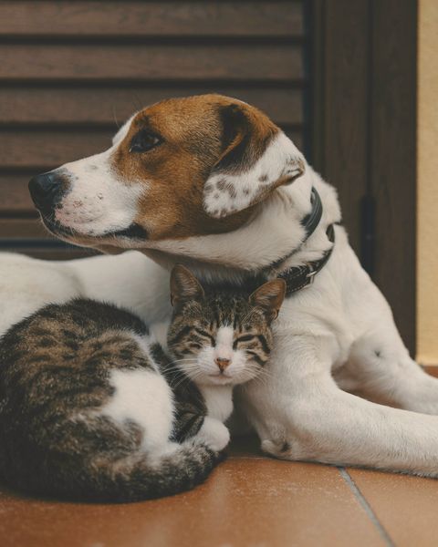 A brown and white dog lying on a tiled floor with a tabby kitten curled up against it