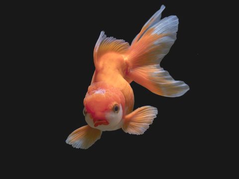 A white and orange goldfish against a dark background