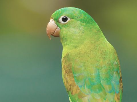 A small green and yellow bird perched on a twig