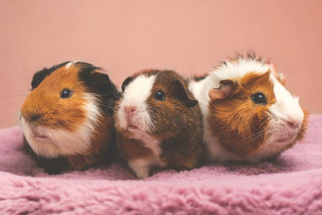 Three brown and white guinea pigs side by side on a pink blanket
