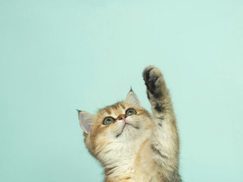 A long-haired kitten looking up