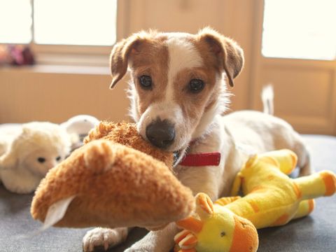 A brown and white puppy lying among soft toys