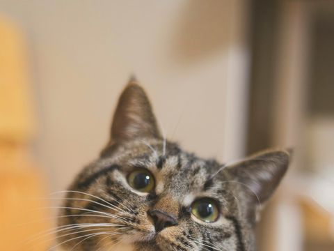 A brown tabby cat looking straight at the camera
